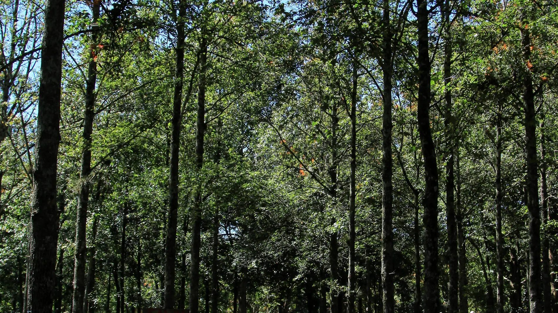 Naturaleza | Árboles